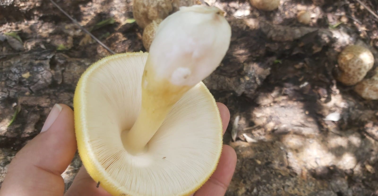 Hongos de Ochote, un rico regalo de las tierras de Jalpa