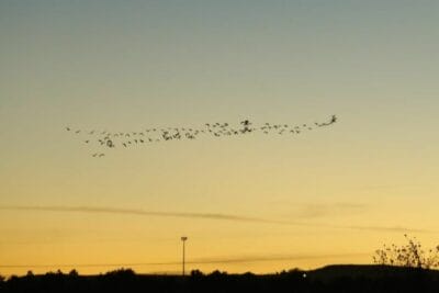 Llegan las aves al bordo Norias de Gringos