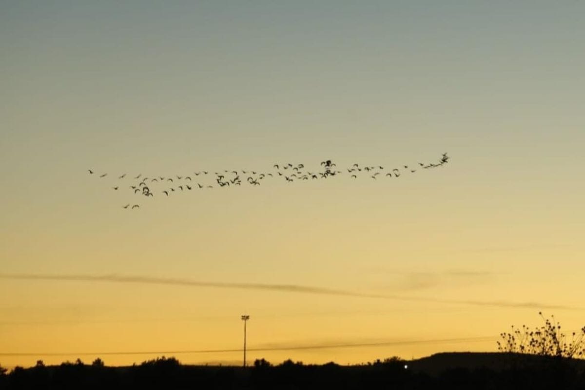 Llegan las aves al bordo Norias de Gringos
