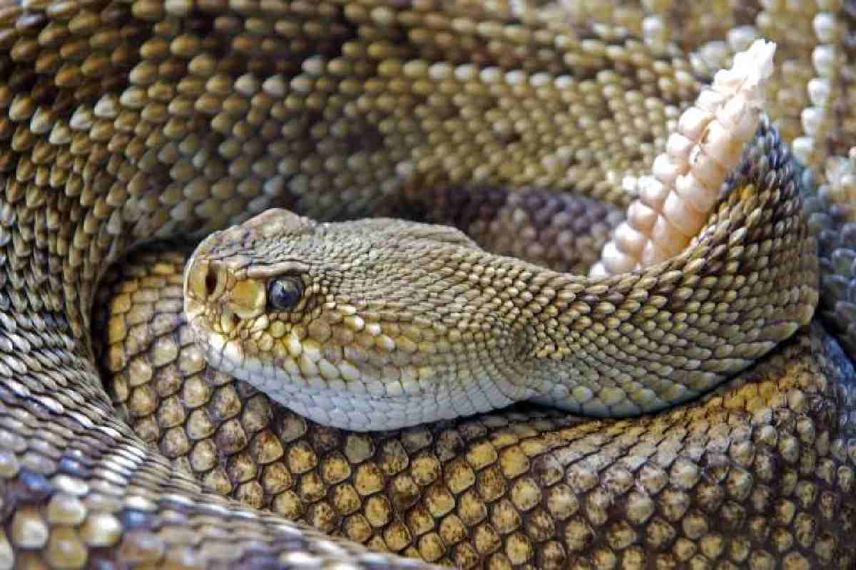 niño de 6 años murió mordedura de serpiente
