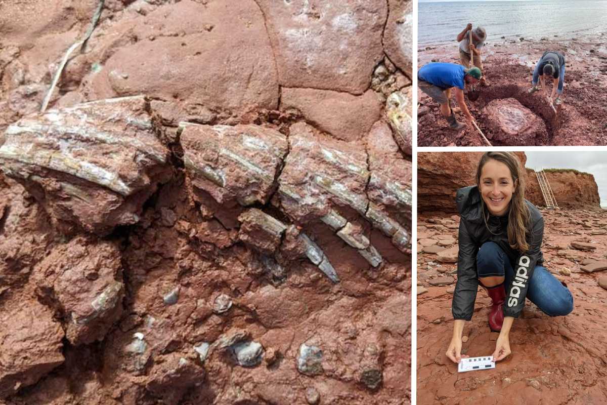 Encuentran fósil de animal de hace unos 300 millones de años