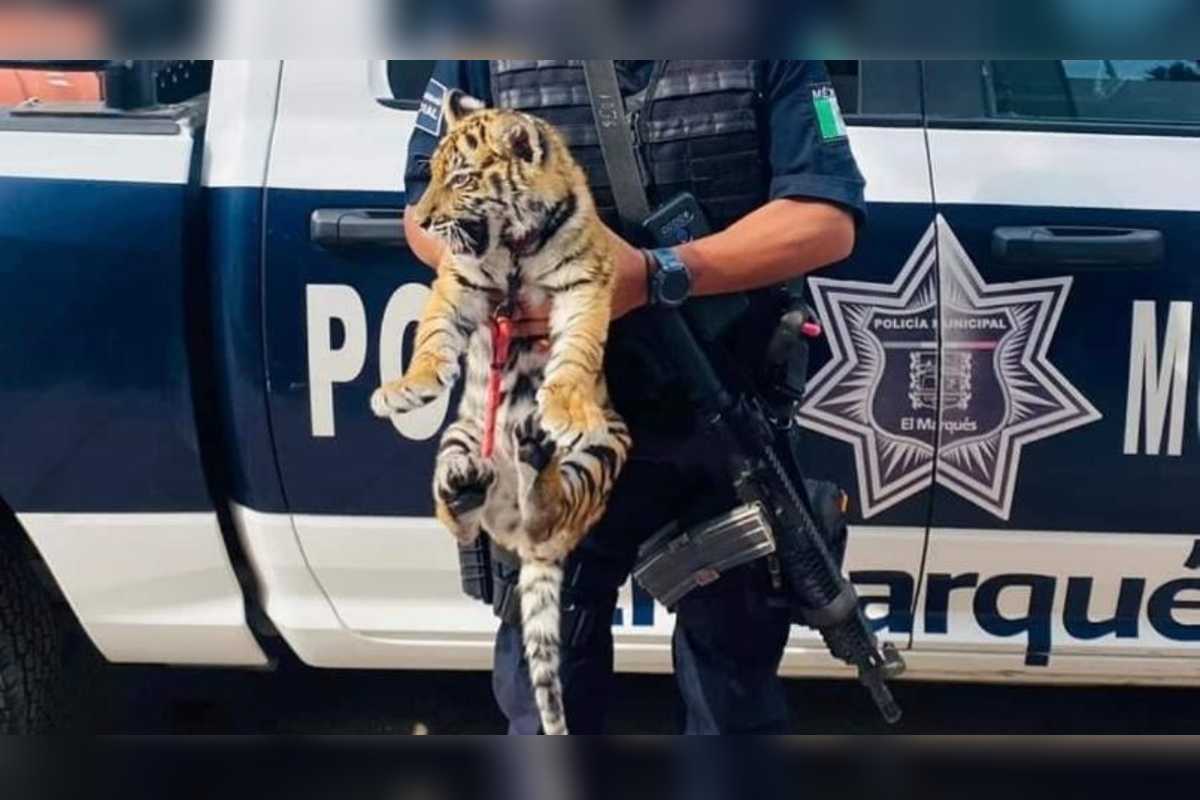 Una pareja intentó huir cuando la policía los descubrió con un cachorro de tigre; y a demás cuatro armas de fuego.