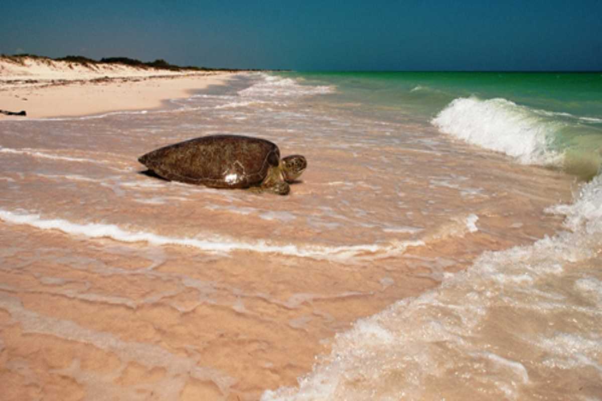 La Secretaría de Medio Ambiente y Recursos Naturales (Semarnat); declaró a la playa de Ría Lagartos de Yucatán como Área Natural Protegida.