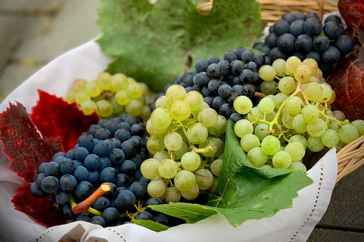 El precio de las uvas, para festejar y cumplir con el ritual de los 12 deseos del Año Nuevo; se disparó hasta 126% durante la última semana, con picos máximos de entre 100 y 120 pesos por kilo.