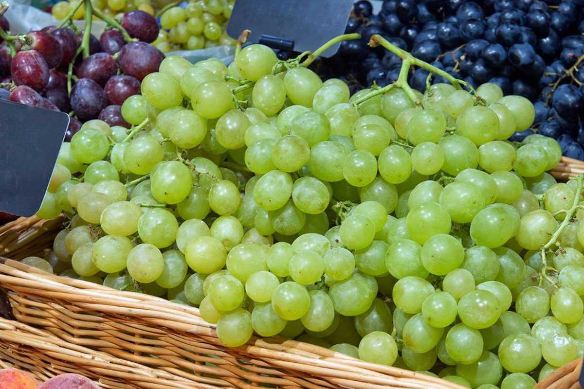 El precio de las uvas, para festejar y cumplir con el ritual de los 12 deseos del Año Nuevo; se disparó hasta 126% durante la última semana, con picos máximos de entre 100 y 120 pesos por kilo.