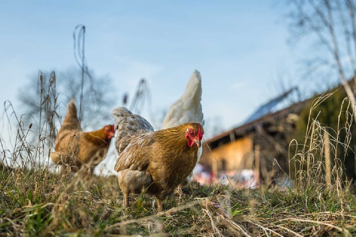 Influenza aviar AH5N1 afecta a cuatro granjas más