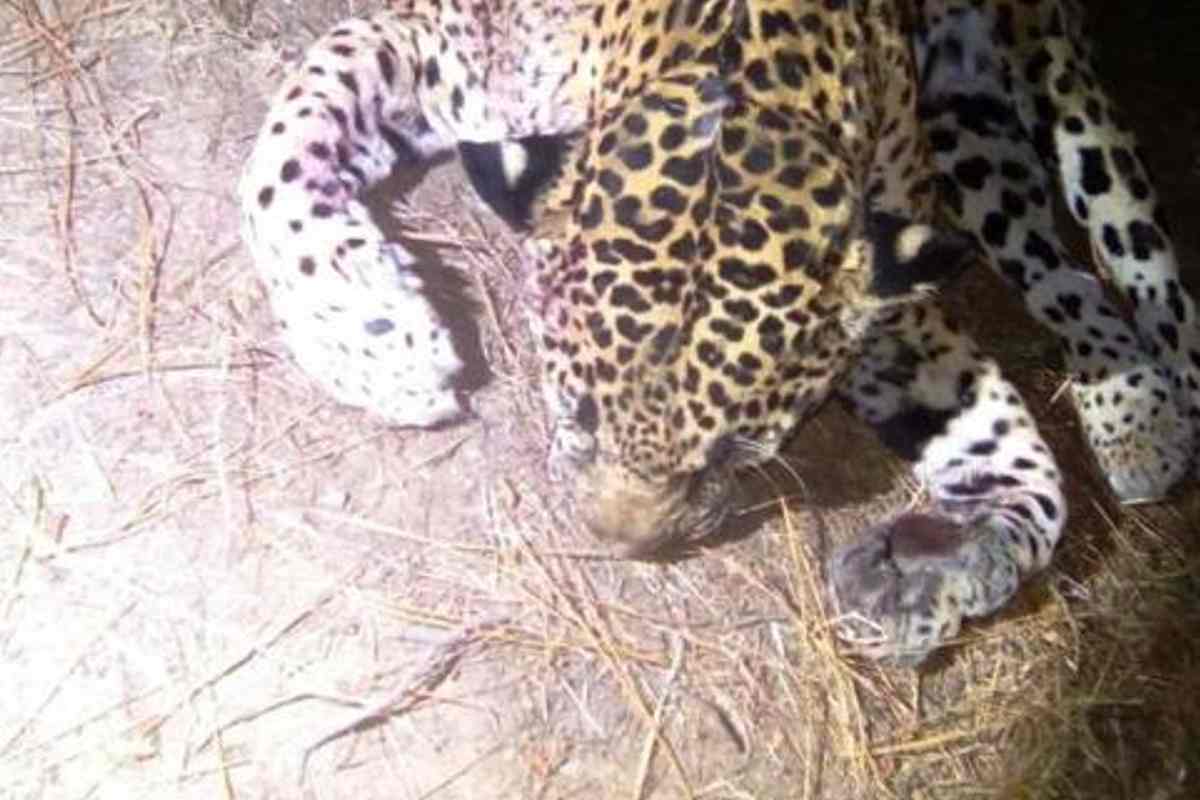 Caza jaguares afecta ganaderos