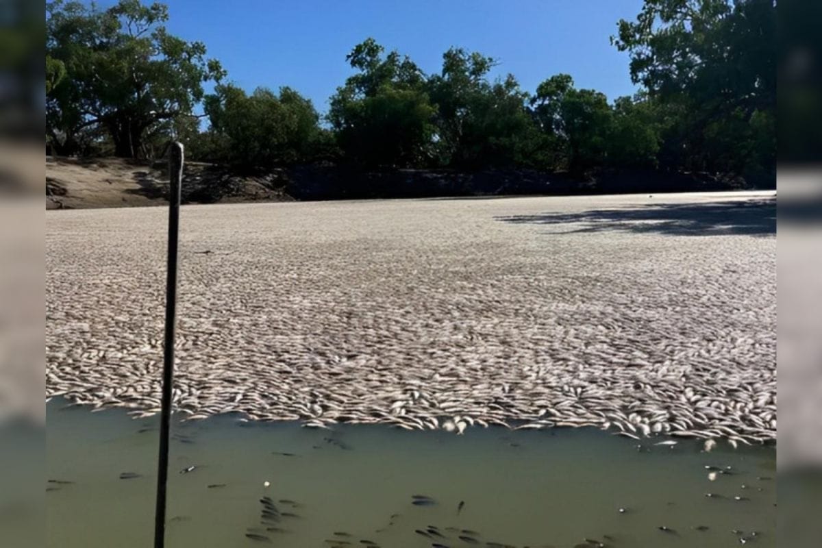 Millones de peces muertos y en estado de creciente putrefacción bloquean un tramo de río en una remota localidad en el interior de Australia