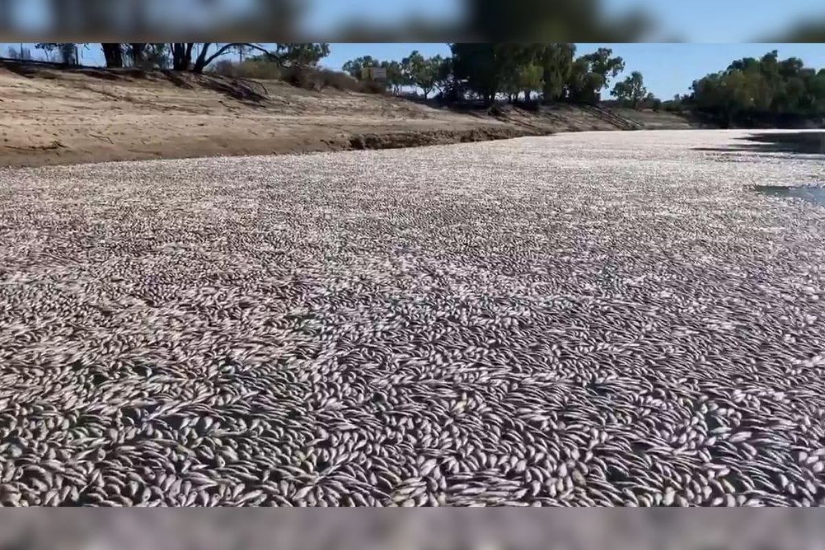 Millones de peces muertos y en estado de creciente putrefacción bloquean un tramo de río en una remota localidad en el interior de Australia