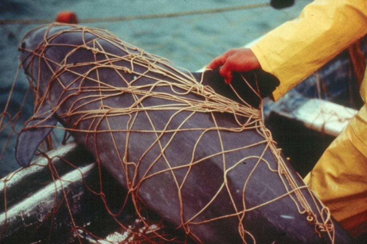 Al capturar a la Totoaba, muere ahogada la vaquita marina