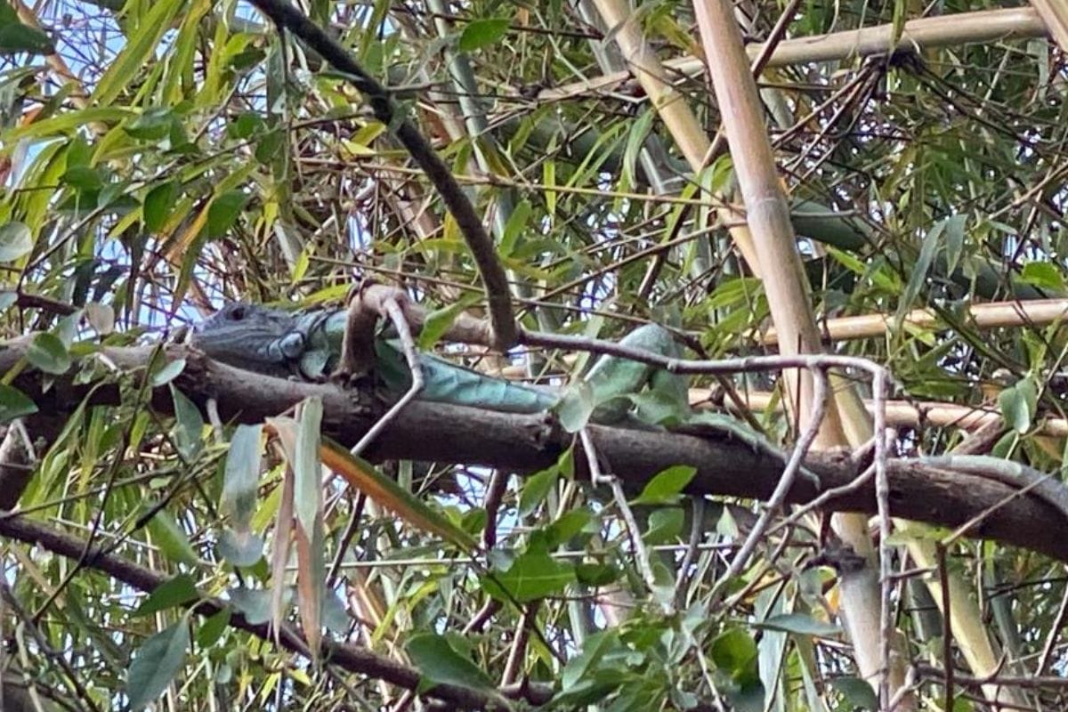Un comerciante quiere una reserva natural para las iguanas verdes