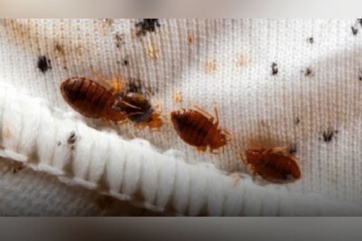 Las chinches son pequeños insectos que se alimentan de sangre humana y pueden causar picaduras que provocan picazón e irritación.
