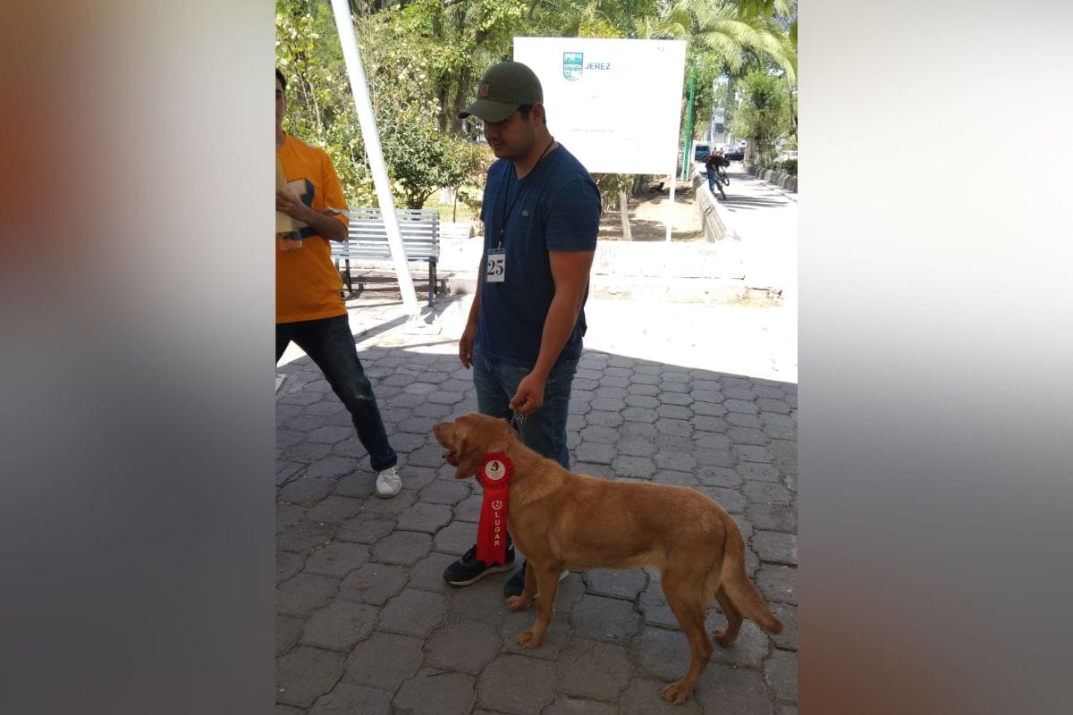 Como parte del Festival Jerez Cultura y Tradición; se llevó a cabo la exposición canina en la que participaron ejemplares caninos de distintos puntos del estado.
