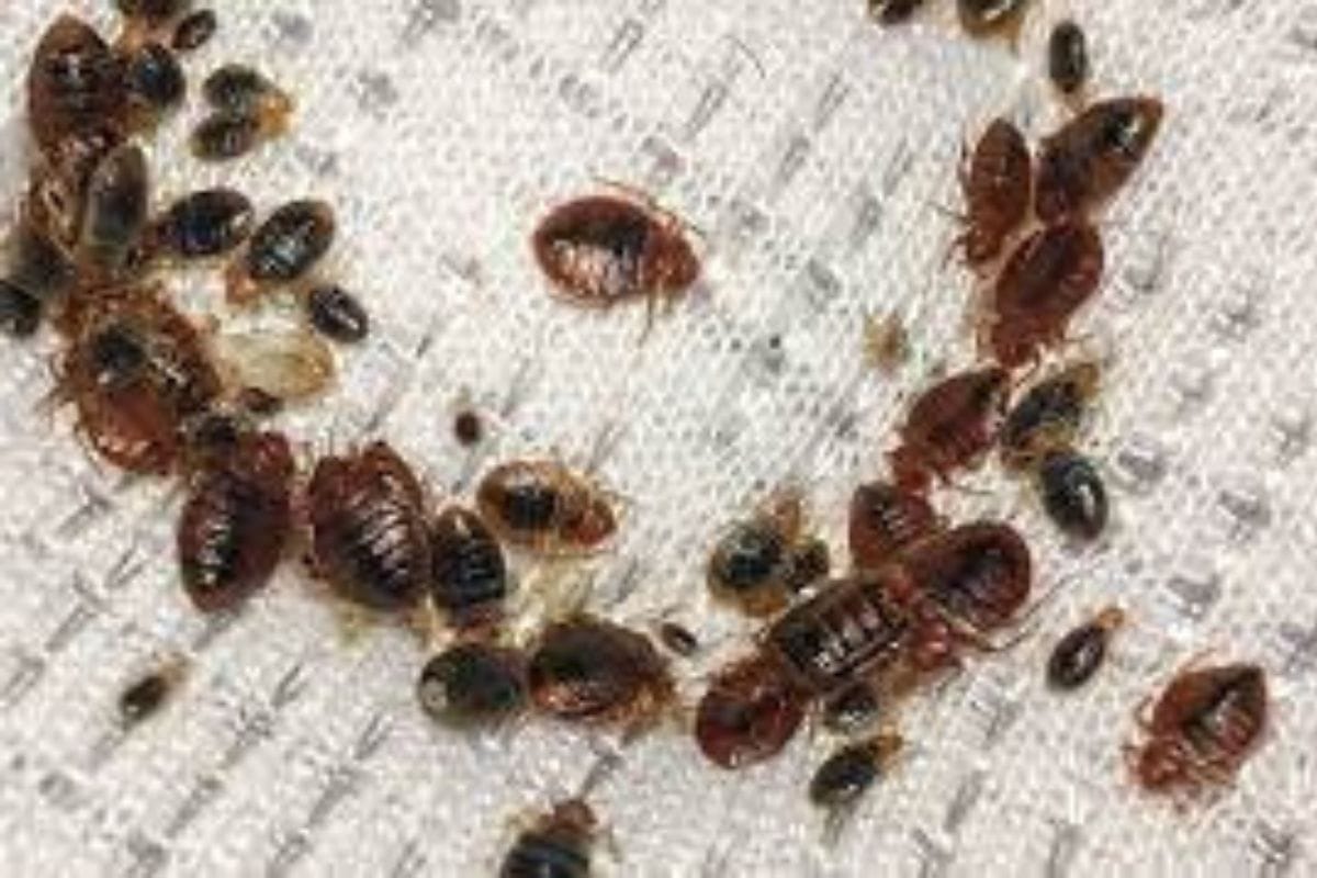Las chinches son pequeños insectos que se alimentan de sangre humana y pueden causar picaduras que provocan picazón e irritación.
