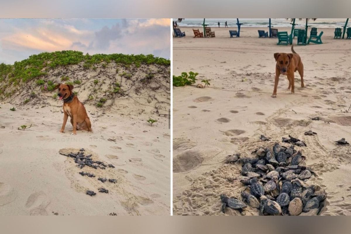 Un perrito se viralizó en redes sociales luego de que fuera evidenciado como un héroe que se ha dedicado a proteger a las tortugas bebé a las que ayuda a llegar al mar.