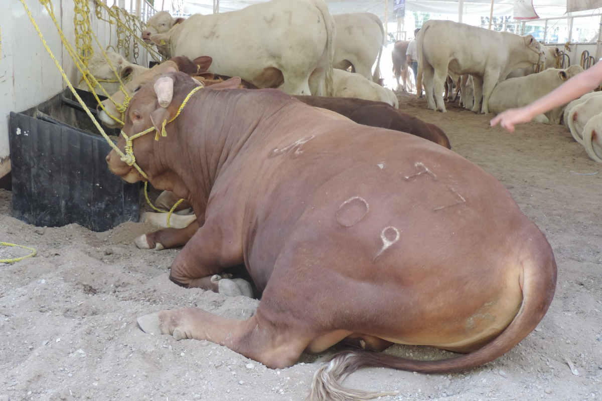 Piden a productores de ganado en Jerez seguir recomendaciones por sequía