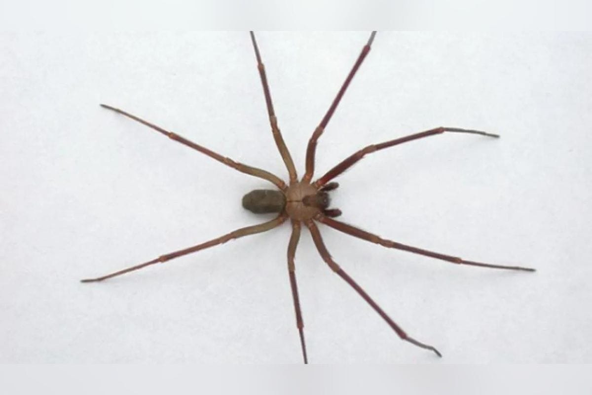 La araña violinista (Loxosceles rufescens): también llamada araña reclusa parda. Se le llama así por la forma de ese instrumento que tiene su torso.