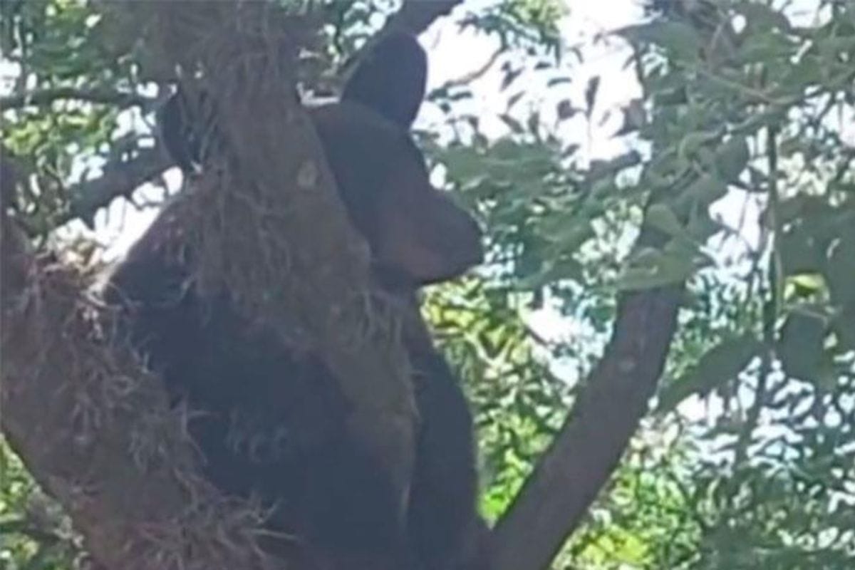 El personal de Protección Civil de Nuevo León; con ayuda de empleados de Parques y Vida Silvestre del gobierno estatal capturaron a un oso que se había subido a las ramas de un árbol.