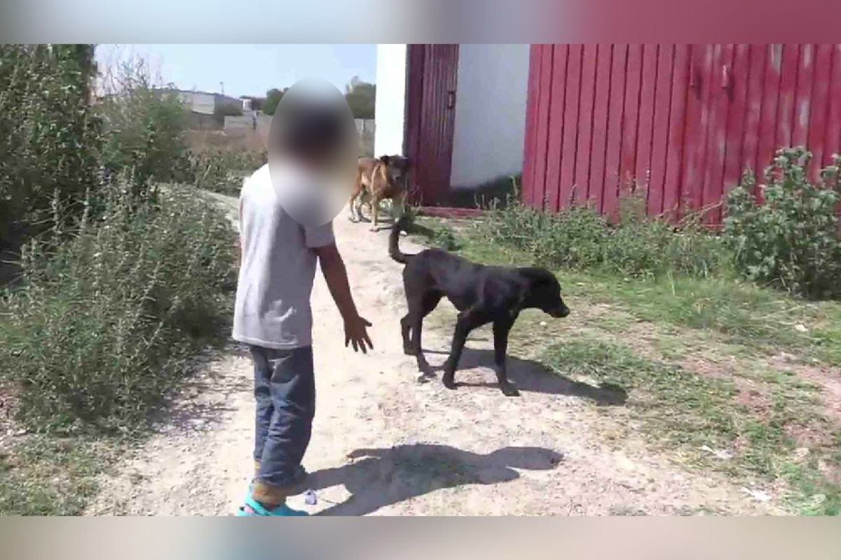 El caso del perrito Benito, que en realidad se llamaba "Scooby", arrojado por un hombre en un cazo donde había aceite hirviendo en el Estado de México.