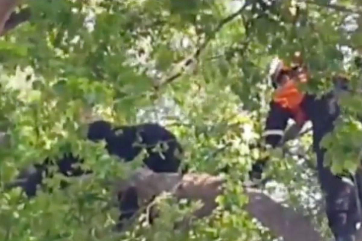 El personal de Protección Civil de Nuevo León; con ayuda de empleados de Parques y Vida Silvestre del gobierno estatal capturaron a un oso que se había subido a las ramas de un árbol.