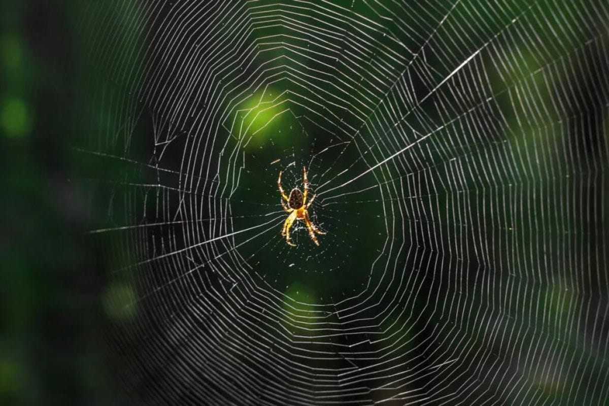 Hay un sueño bastante frecuente, que también es cierto que suele convertirse en pesadilla, nos referimos a soñar con arañas.