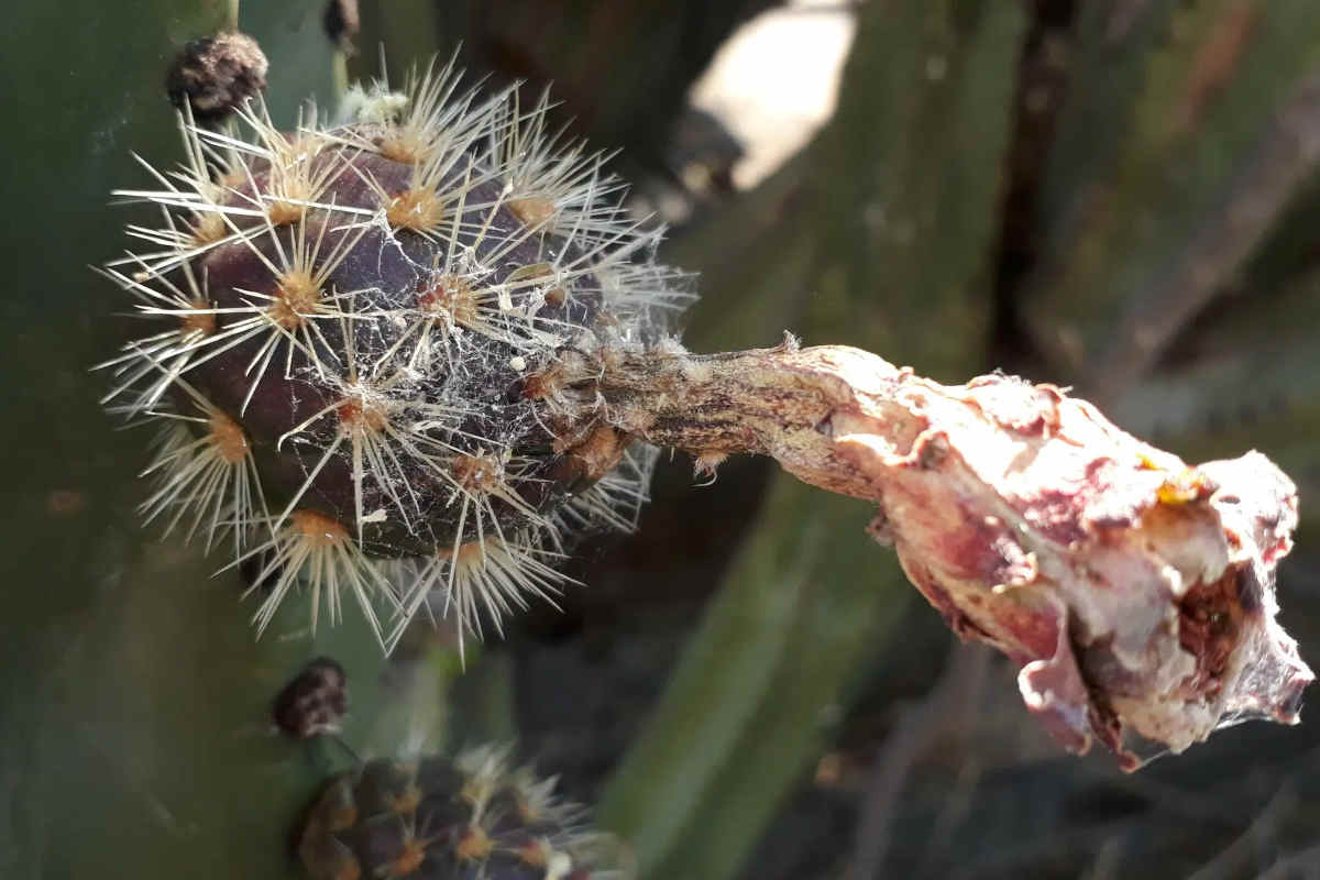 Floración de la Pitaya de Zacatecas