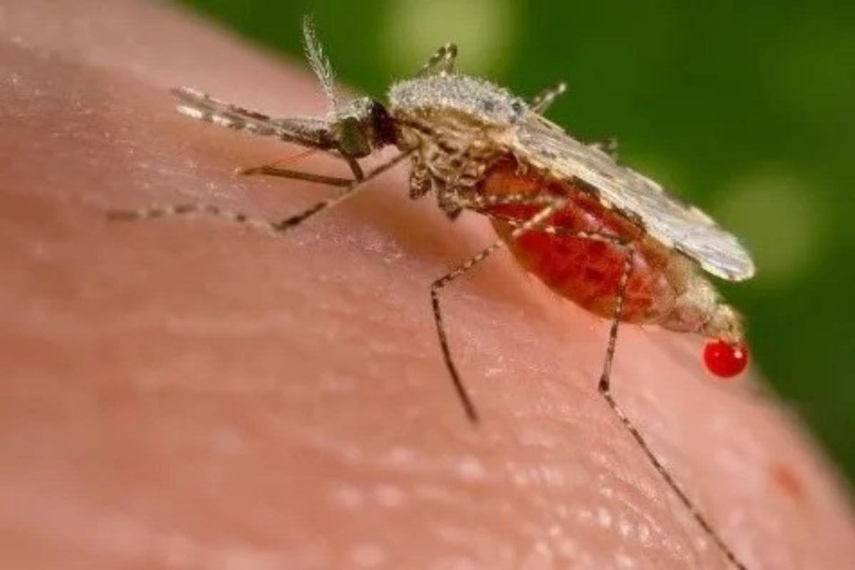 Las autoridades de los Centros para el Control y la Prevención de Enfermedades (CDC); confirmaron cinco casos de malaria en Florida y Texas