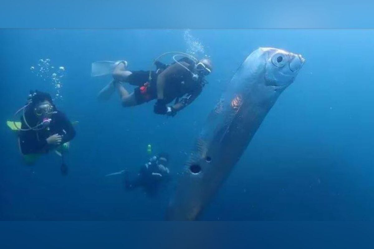 Un grupo de buzos capturó en video el momento en que un pez remo ascendió de las aguas del océano. El hecho causó pánico en la costa del país