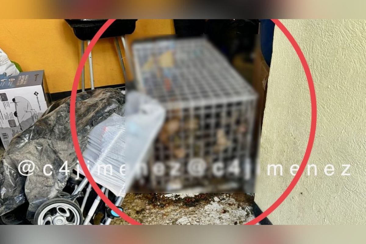 Dentro de la casa de la pareja agresora de una maestra en Cuautitlán Izcalli, encontraron unos perritos con signos de maltrato.
