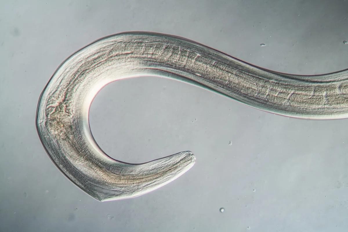Como si de una película de ciencia ficción se tratara, un grupo de científicos revivieron a unos gusanos redondos de la Edad de Hielo; tras permanecer congelados por 46 mil años.