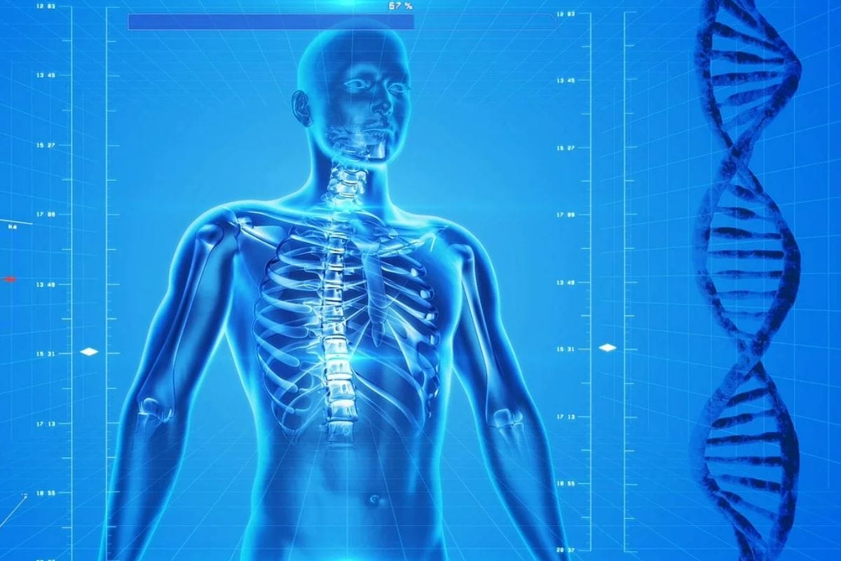 Investigadores de EU identifican los genes del esqueleto humano