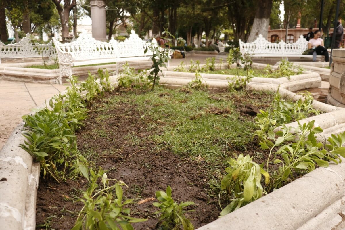 Realizan acciones para embellecimiento de parques y jardines en Jerez