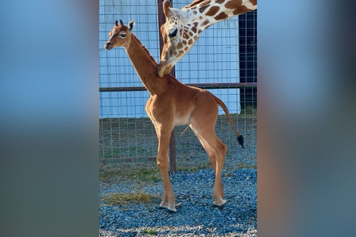 El Zoológico de Brights celebró el nacimiento de una jirafa única en el mundo y necesita ayuda para nombrar a la criatura extremadamente rara