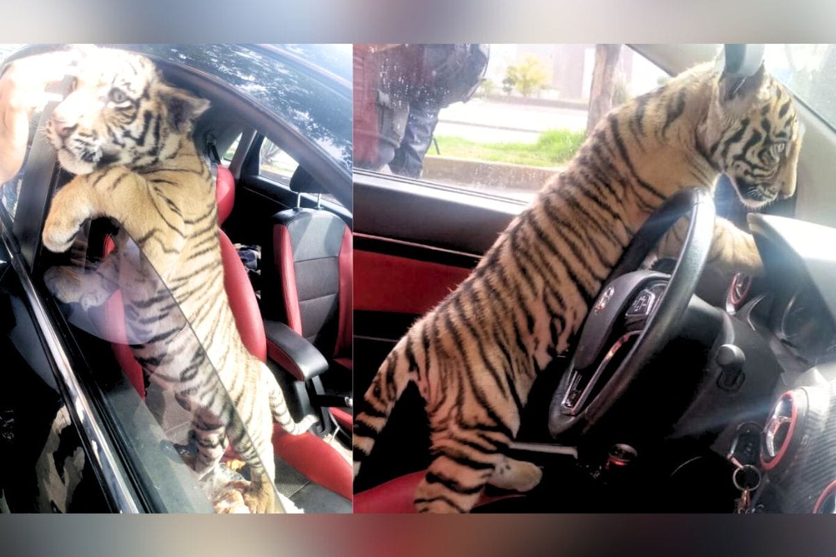 Detuvieron a un hombre cuando elementos de la Policía municipal de Ciudad Nezahualcóyotl al notar que paseaba con un cachorro de tigre.