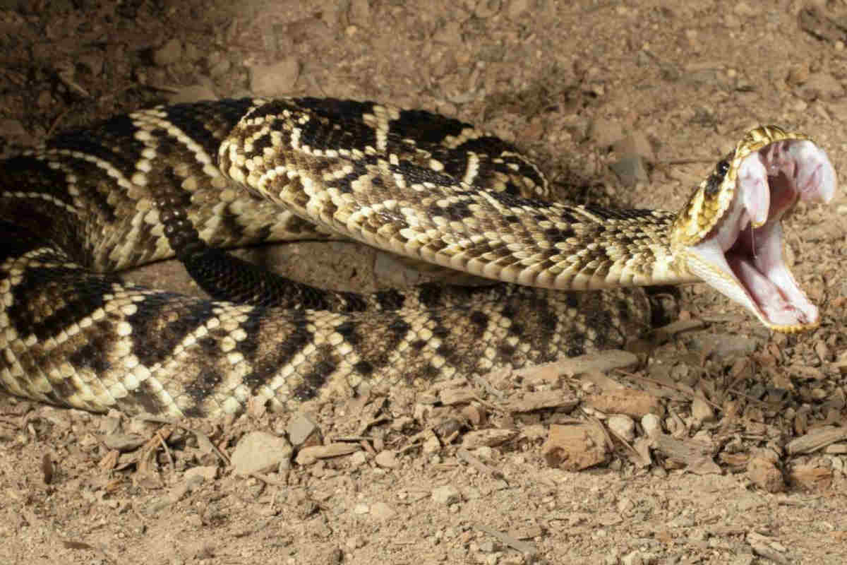 Jerez Alertan a la población por presencia de serpientes