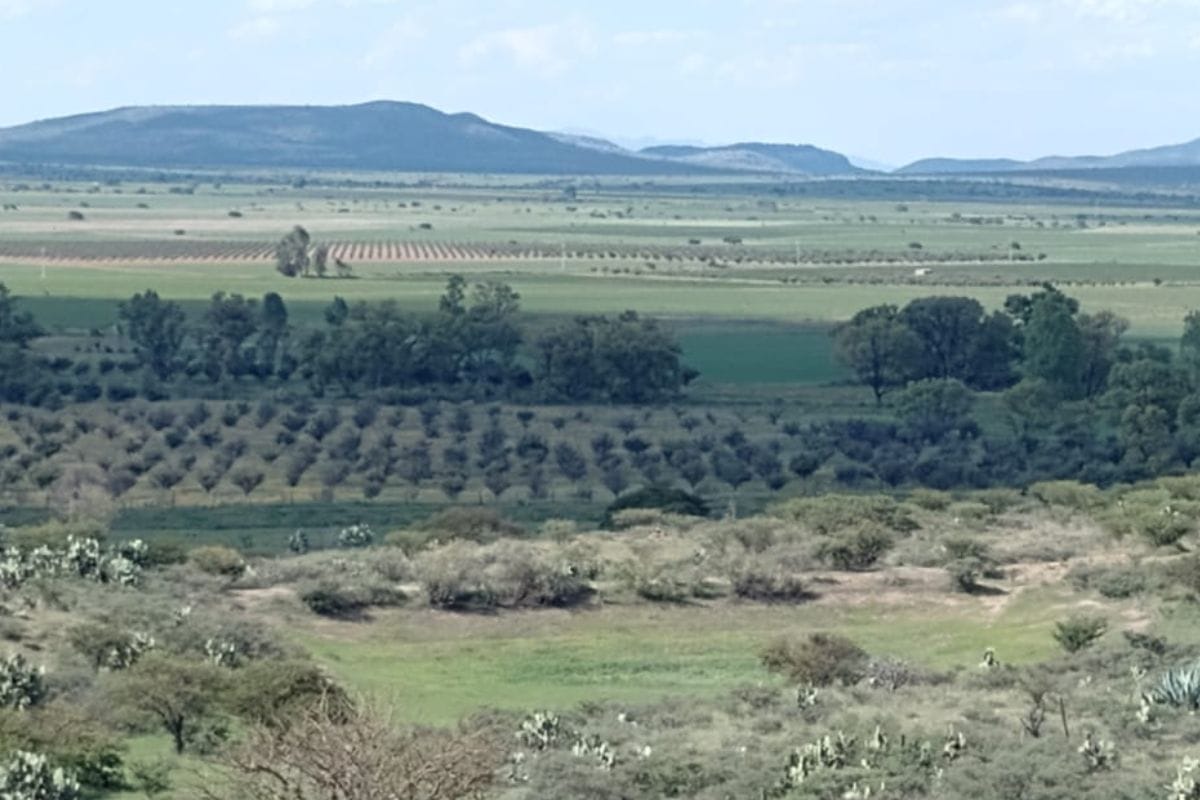 Empieza el despoblamiento de los hatos ganaderos ante falta de agua en Jerez