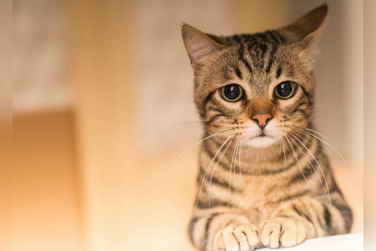¿Necesitas evitar que tu gato se acerque a un lugar prohibido dentro de tu casa?