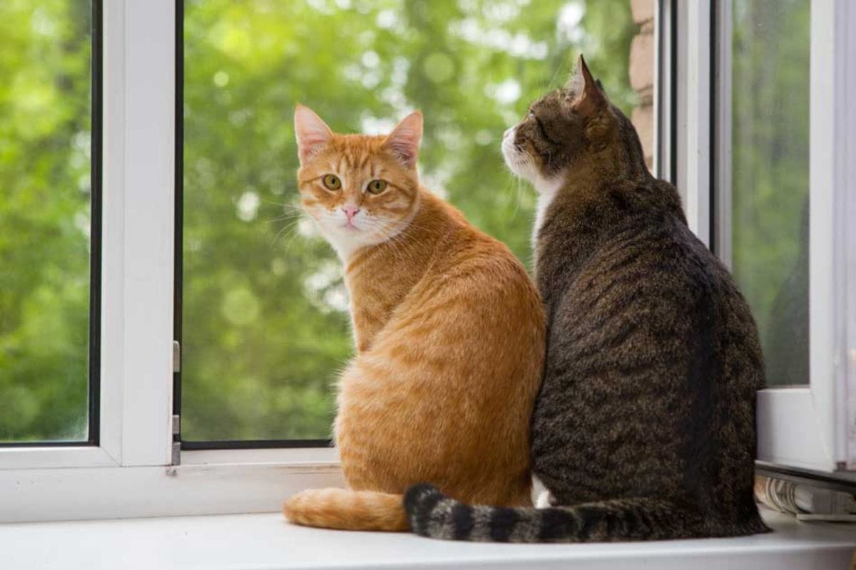 ¿Necesitas evitar que tu gato se acerque a un lugar prohibido dentro de tu casa?
