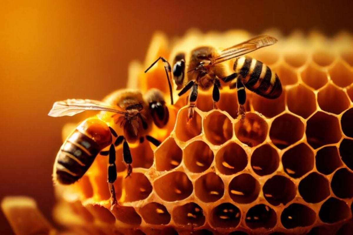 Significado espiritual de soñar con abejas. | Foto: Cortesía.